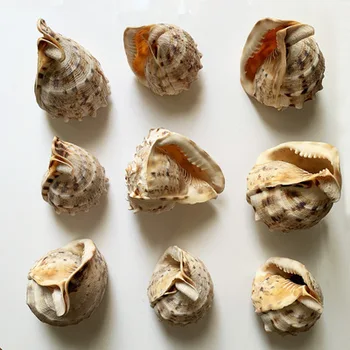 10-14 cm Prírodné Conch Shell Veľký Pustovník Krab Conch Tang Koruny Slimák Domov, Záhrady, Kancelárie Dekorácie