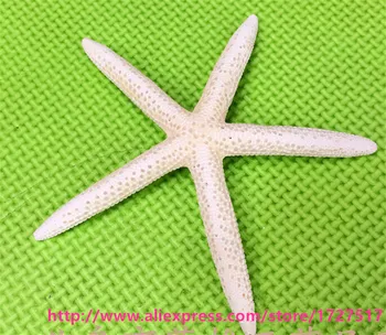5 ks/množstvo 8-16 cm Biela morské Hviezdice Skutočné Stredomorské štýlu Prst Star ryby