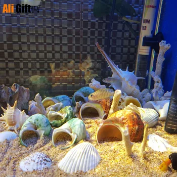 Staré Čínske Slimák Mačacie Oko Mora Slimák Prírodné Shell Fish Tank Krajinného Dizajnu Domáce Dekorácie Venuša Ryby Vzoriek Darček